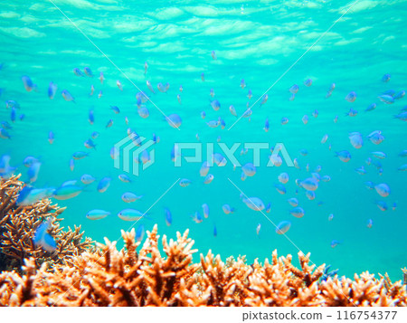 Blue coral reef fish 116754377