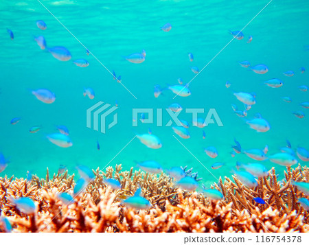 藍色珊瑚礁海魚 116754378