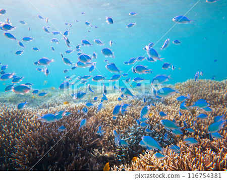 藍色珊瑚礁海魚 116754381