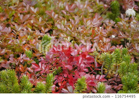 Wine-colored autumn leaves of Acanthus chinensis Wine-colored autumn leaves of Acanthus chinensis 116754495