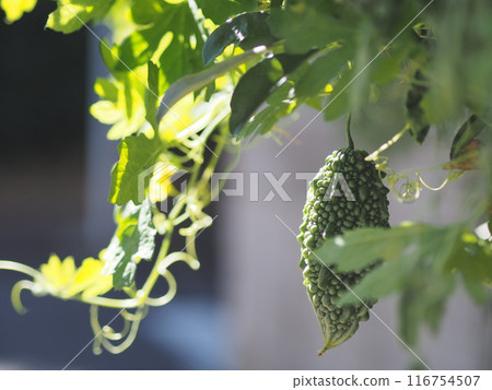 收穫前的苦瓜（家庭種植） 116754507