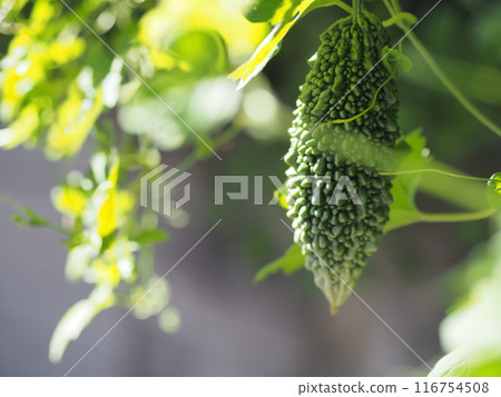 收穫前的苦瓜（家庭種植） 116754508