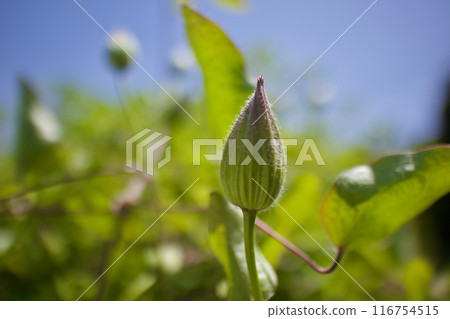 10瓣鐵線蓮「贊岐王」的花蕾。花語是「心靈之美」、「旅人的喜悅」、「甜蜜的束縛」。 116754515