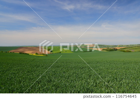View of the Moravian steppe with its changing colors and undulations near Kyjov, South Moravia, Czech Republic, Central Europe 116754645