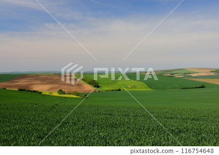 摩拉維亞草原景觀，其色彩變化和浮雕靠近基約夫，南摩拉維亞，捷克共和國，中歐 116754648