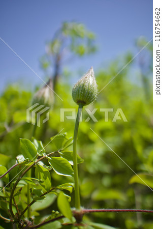 A bud of the 10-petaled Clematis "Queen Sanuki." The flower language is "beauty of the spirit," "traveler's joy," and "sweet bondage." 116754662