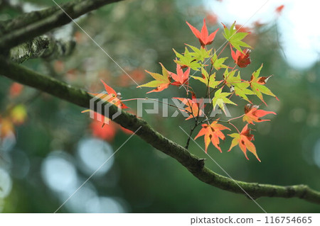 Momiji who changed leaves 116754665