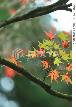 Momiji who changed leaves Momiji who changed leaves 116754666