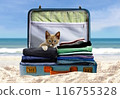 cat in the suitcase at the sandy beach under blue sky 116755328