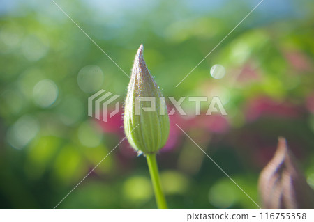 A bud of the 10-petaled Clematis "Queen Sanuki." The flower language is "beauty of the spirit," "traveler's joy," and "sweet bondage." A bud of the 10-petaled Clematis "Queen Sanuki." The flower language is "beauty of the spirit," "traveler's joy," and "sweet bondage." 116755358