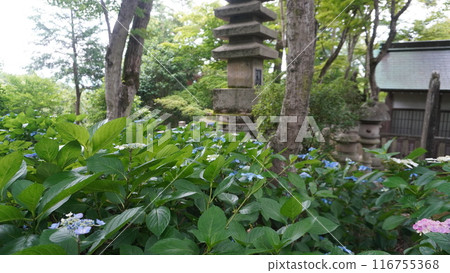 Yanagiya Kannon 116755368