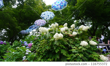 Hydrangea Festival Hydrangea Festival 116755372