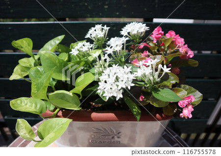 五角花與秋海棠混植 116755578