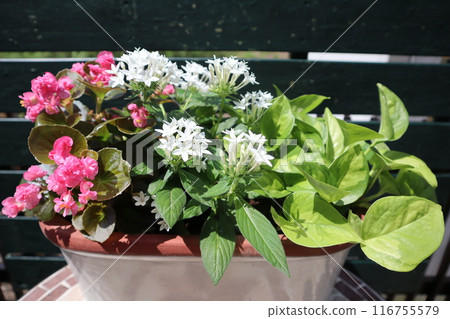 五角花與秋海棠混植 116755579