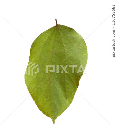 Back of the green leaf. Back of the green leaf. 116755663