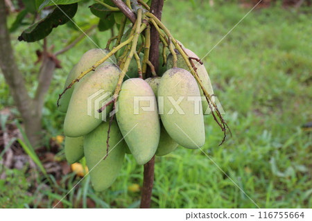 Green mango is not ripe on the trees in the orchard. 116755664