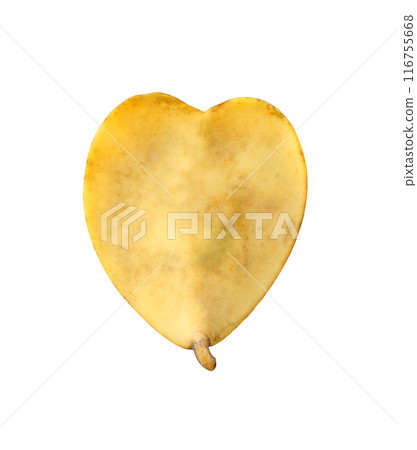 Back of the yellow hoya valentine plant. Back of the yellow hoya valentine plant. 116755668