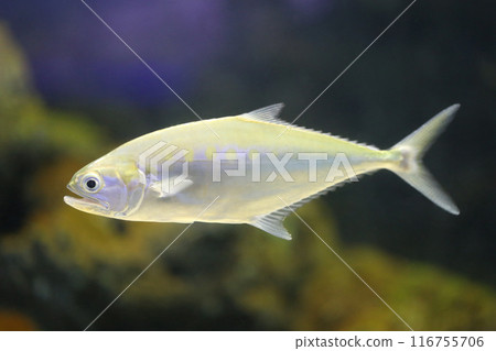 Talang queenfish has a gray body, flat on the sides and wide. 116755706