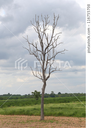 Dead tree in the middle of the farm with branches The background is an overcast sky. 116755708