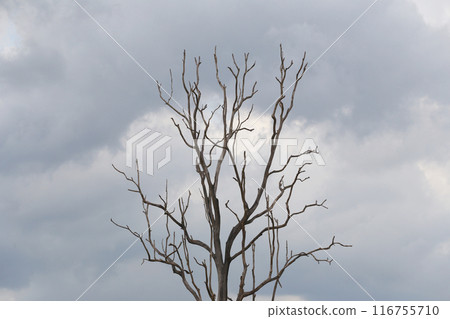 Dead tree with branches with background is an overcast sky. Dead tree with branches with background is an overcast sky. 116755710