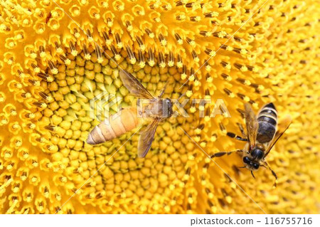 Bee sucking nectar on yellow sunflower. 116755716