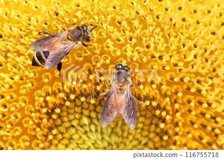 Bee sucking nectar on yellow sunflower. 116755718
