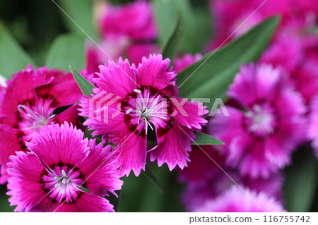 Pink Dianthus flower in bloom. Pink Dianthus flower in bloom. 116755742