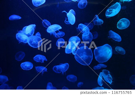 Blue small jellyfish or medusa of bright colorful. 116755765