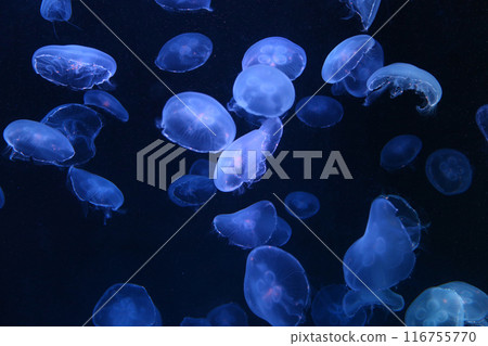 Small blue light jellyfish or medusa of bright colorful. 116755770