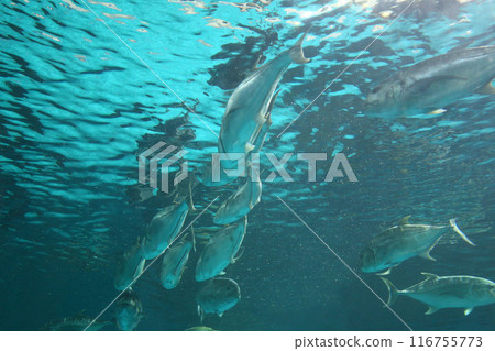 Caranx fishs of sea bass swimming together in groups, photographed from below. 116755773