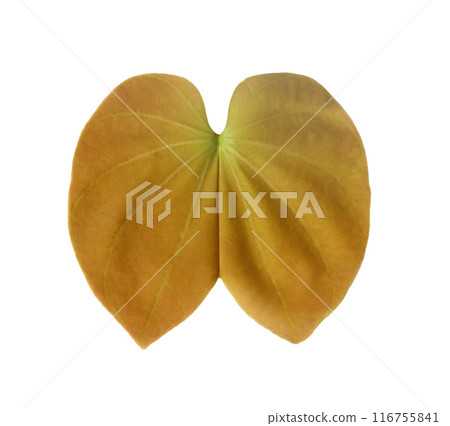 The back of the purpurea leaf, a leaf that looks like a butterfly. The back of the purpurea leaf, a leaf that looks like a butterfly. 116755841