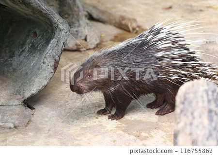 The hedgehog is standing. 116755862