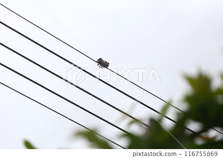 Sparrows perched on high-voltage wires. Sparrows perched on high-voltage wires. 116755869