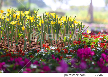 Yellow tulips are blooming in a flower bed surrounded by colorful flowers. Yellow tulips are blooming in a flower bed surrounded by colorful flowers. 116755879