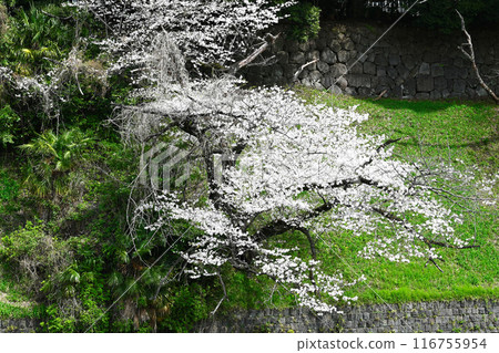 千鳥淵的櫻花景觀 116755954