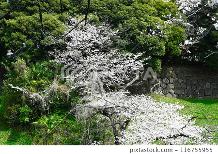 千鳥淵的櫻花景觀 116755955