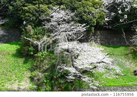 千鳥淵的櫻花景觀 千鳥淵的櫻花景觀 116755956