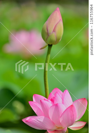 蓮花 116755964