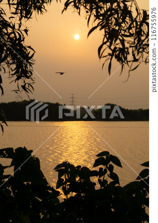 beautiful sunset on the lagoon with trees in the foreground.Beautiful colorful summer spring natural landscape with a lake in Park. 116755976