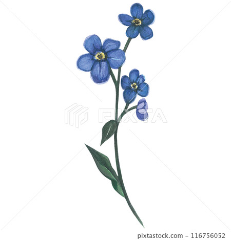 Watercolor illustration of a forget-me-not, with stem and leaves. Hand drawn, isolated on white background 116756052