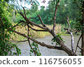 dry or dead tree trunks in a tropical climate, indonesia 116756055