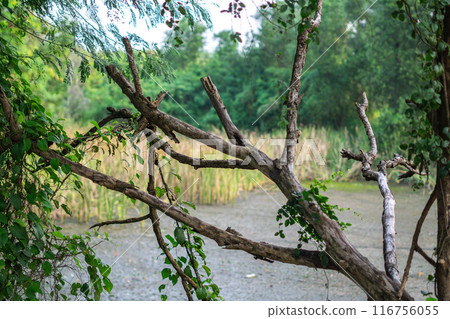 dry or dead tree trunks in a tropical climate, indonesia dry or dead tree trunks in a tropical climate, indonesia 116756055
