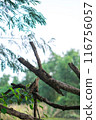 Single old and dead tree isolated on tropical climate 116756057