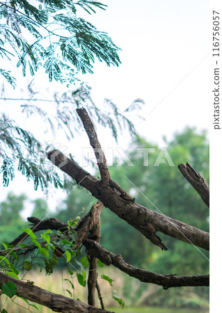 Single old and dead tree isolated on tropical climate Single old and dead tree isolated on tropical climate 116756057