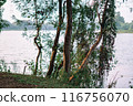 Green colored dense rainforest with moss covered trunks of a tree and several tropical endemic plant 116756070