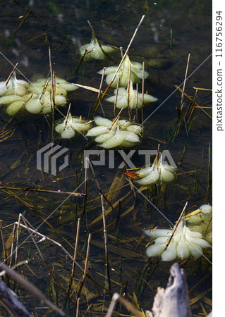 黑蠑螈蛋 116756294