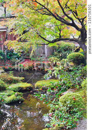 Beautiful autumn garden at Ohara Hosen-in Temple (Sakyo Ward, Kyoto City) Beautiful autumn garden at Ohara Hosen-in Temple (Sakyo Ward, Kyoto City) 116756301