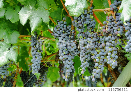 Full of ripe grapes 116756311