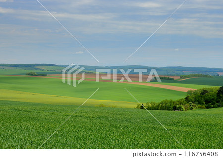 View of the Moravian steppe near Nasedrovice in South Moravia, Czech Republic, Central Europe View of the Moravian steppe near Nasedrovice in South Moravia, Czech Republic, Central Europe 116756408