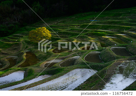 Oyama Senjita 116756472